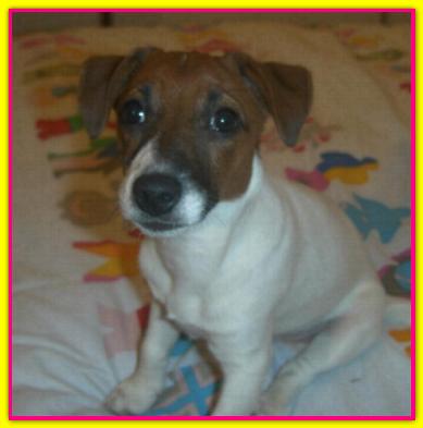 Adelina, Jack Russell Terriers
