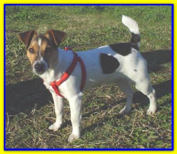 Agostino, Jack Russell Terriers