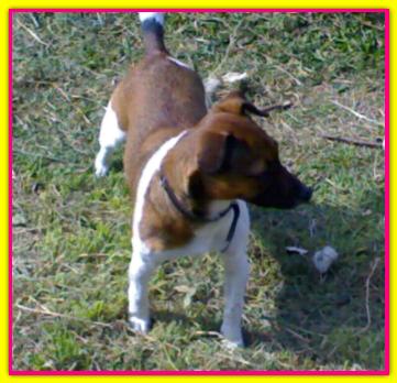 Aisha, Jack Russell Terrier