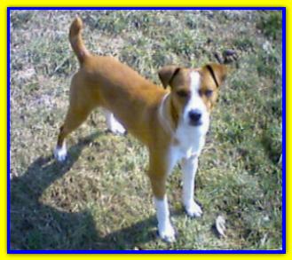 Anselmo, Jack Russell Terriers