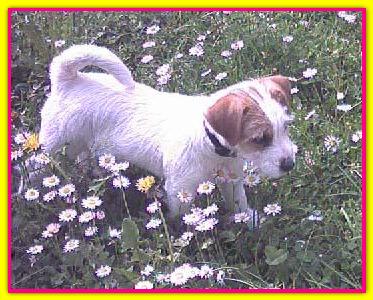 Aperol Soda Touch, Jack Russell Terriers