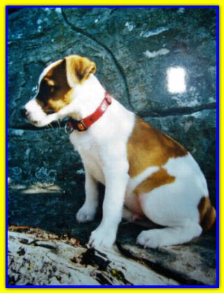 Aran, Jack Russell Terrier