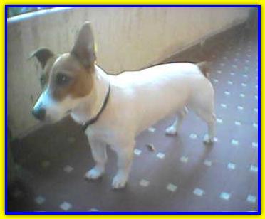 Arnold, Jack Russell Terrier