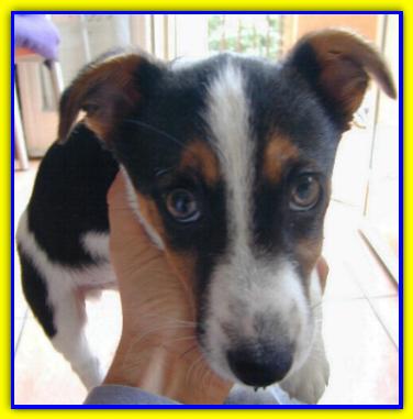 Artł, Jack Russell Terriers