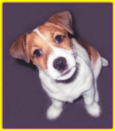 Arturino, Jack Russell Terrier