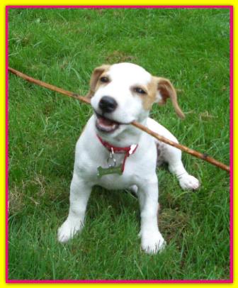 Asia, Jack Russell Terrier