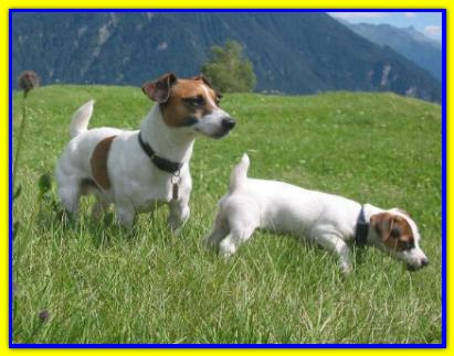 Attila, Jack Russell Terrier