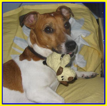 Axel, Jack Russell Terrier