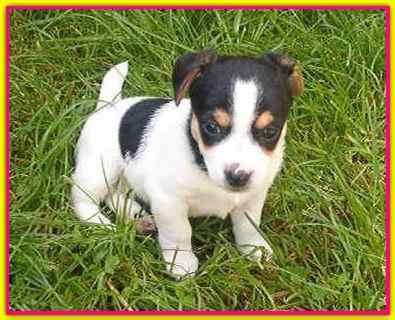 Barby, Jack Russell Terriers