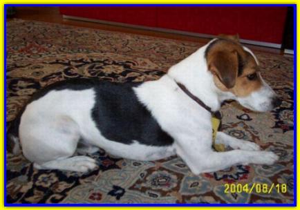 Bart, Jack Russell Terriers