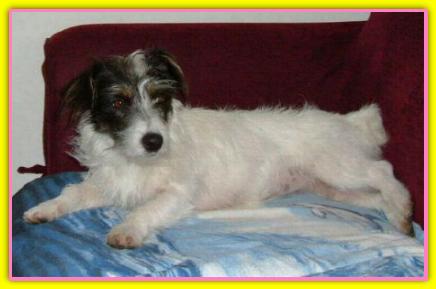 Beatrice dei Fieschi, Jack Russell Terriers