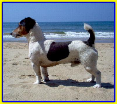 Benito, Jack Russell Terrier