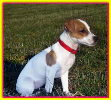 Betty Boop, Jack Russell Terriers
