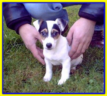 Bibo, Jack Russell Terriers