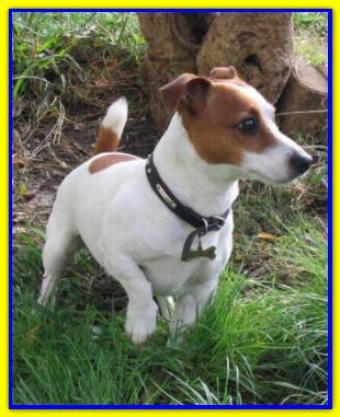 Billy, Jack Russell Terriers