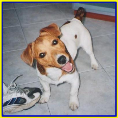 Billy, Jack Russell Terriers