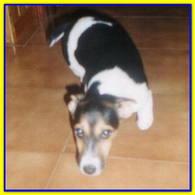 Billy, Jack Russell Terrier