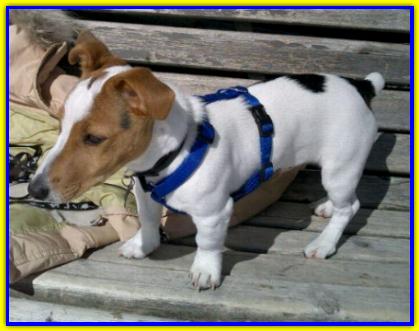 Boula Burton, Jack Russell Terrier