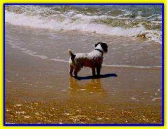 Bonsai Hocus Pocus, Jack Russell Terrier