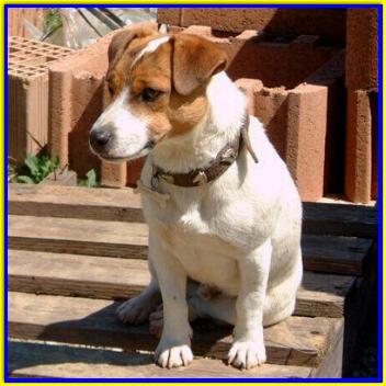 Bubi, Jack Russell Terriers