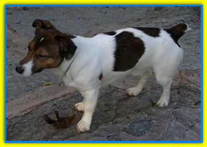 Callisto, Jack Russell Terriers