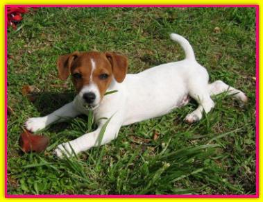 Candy, Jack Russell Terrier