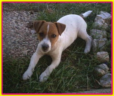 Charlotte, Jack Russell Terrier