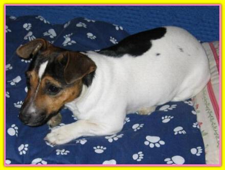 Chicca, Jack Russell Terriers