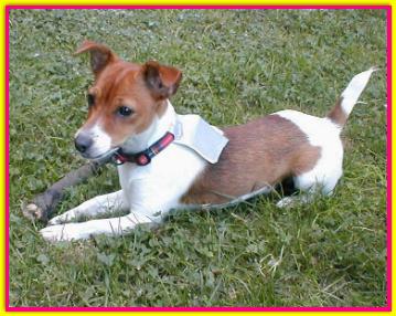 Chicca, Jack Russell Terrier