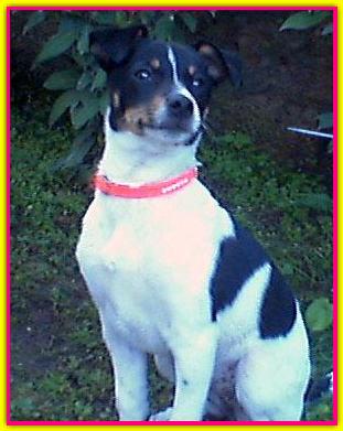 Chicca, Jack Russell Terriers