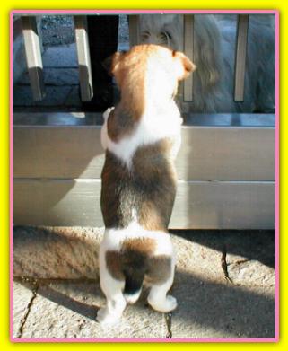 Chicchi, Jack Russell Terriers