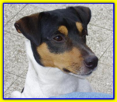 Ciro Carnera, Jack Russell Terrier
