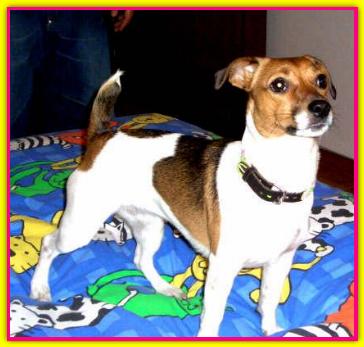 Clementina, Jack Russell Terrier