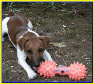 Cochise, Jack Russell Terriers