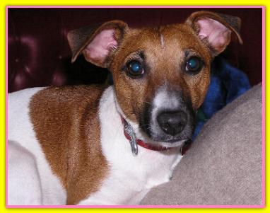 Conny, Jack Russell Terriers