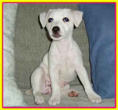 Dea, Jack Russell Terrier