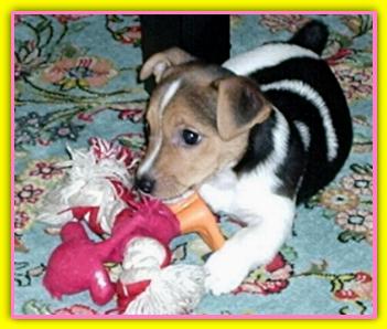 Dharma, Jack Russell Terriers