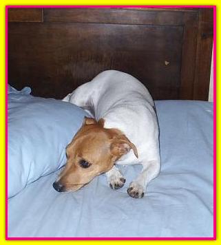 Diletta, Jack Russell Terrier