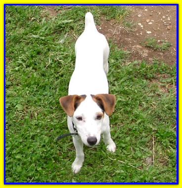 Doki, Jack Russell Terriers