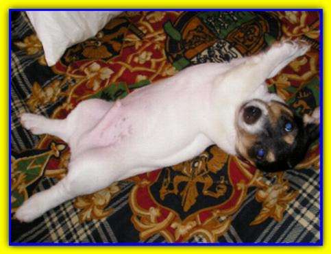 Dunkan, Jack Russell Terriers