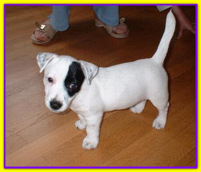Dutch Pirate, Jack Rusell Terriers