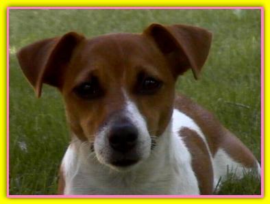 Emilie, Jack Russell Terriers