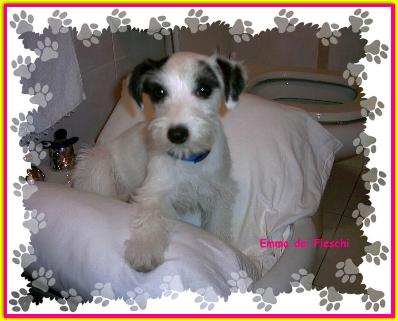 Emma, Jack Russell Friends