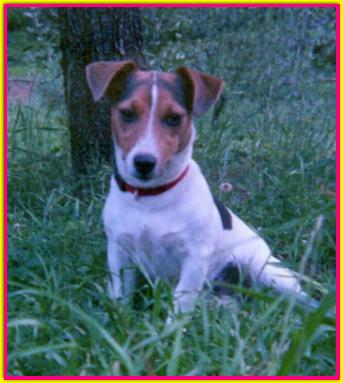 Emma, Jack Russell Terrier