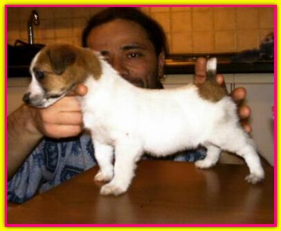 Equdor Nice, Jack Russell Terriers