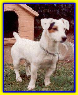 Ercole, Jack Russell Terriers