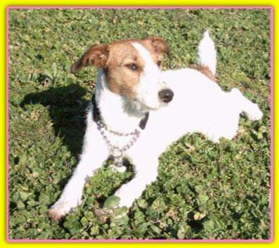 Flea, Jack Rusell Terriers