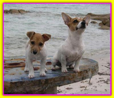 Gaia, e Shiva Jack Russell Terriers