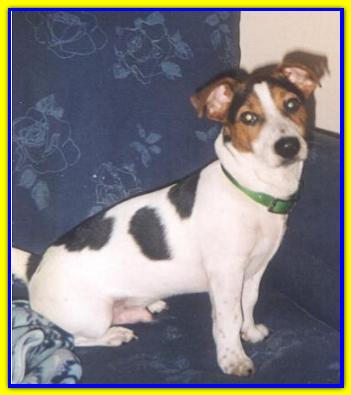 Gennaro, Jack Russell Terriers