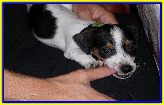 Gennaro, Jack Russell Terrier